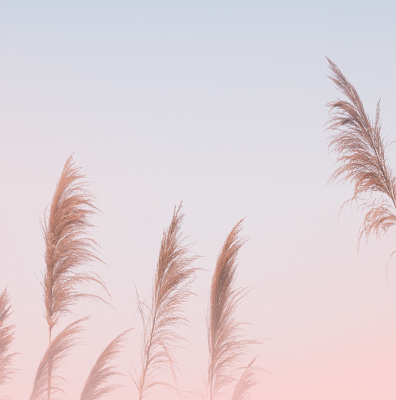 Tall grass plumes silhouetted against a soft pastel gradient sky at sunset.